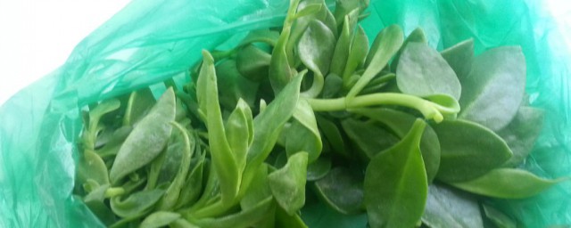 新鲜田七不焯水可以吃吗(田七菜焯水吃好还是直接生吃)