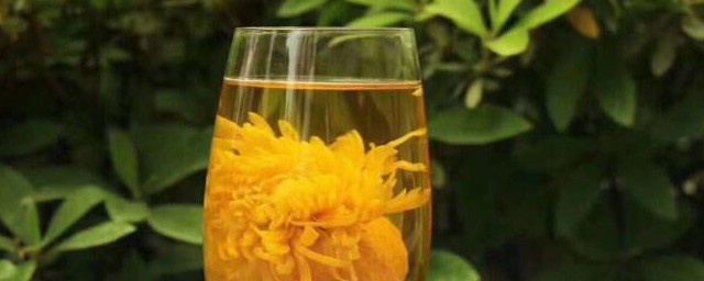 菊花泡水变绿色能不能喝(菊花开水泡后菊花变绿还能喝吗)