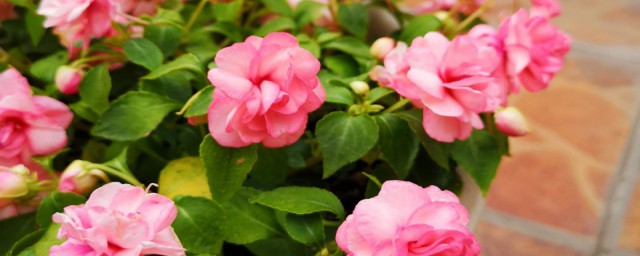 玻璃翠有毒吗(玉树玻璃翠有毒吗)