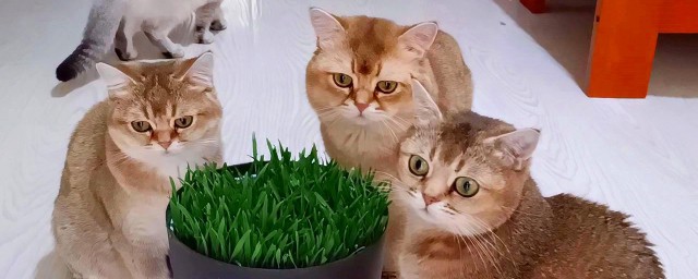 猫咪可不可以吃米饭(猫咪能吃米饭嘛)