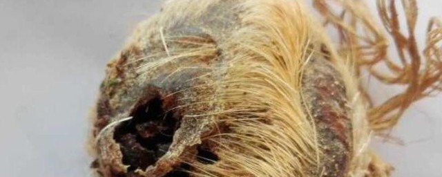 麝香味是啥味道(麝香味接近什么味)