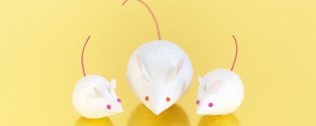 被老鼠咬了如何处理(被老鼠咬了处理方法)