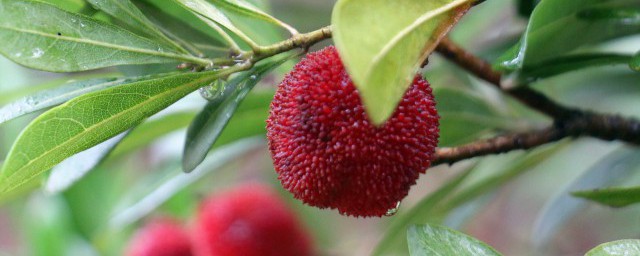 杨梅可不可以用白糖泡(杨梅用糖水泡可以吗)