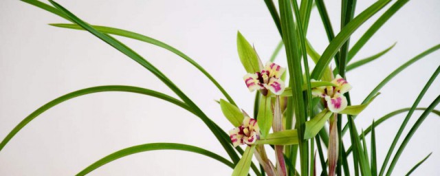 请问兰心蕙质的意思(兰质蕙心的蕙心什么意思)