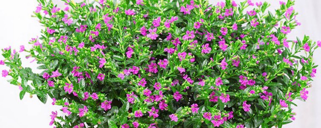 满天星好不好养活(满天星怎么能养活)