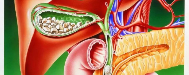 胆汁是由什么分泌的东西(胆汁是从哪里分泌的)