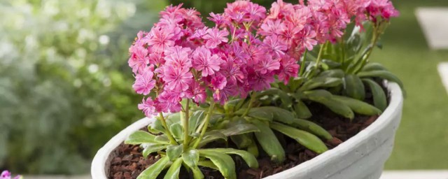 大门口两边种哪些花比较好(大门口两边种花好不好)