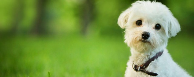 狗能不能吃梨(狗能不能吃梨和苹果)