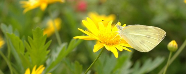 芬的组词有哪些(芬的组词组什么)