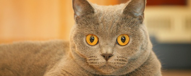 猫咪多大能驱虫(猫咪多大能驱虫?)