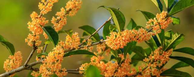 桂花合适在室内养(室内可养桂花吗)