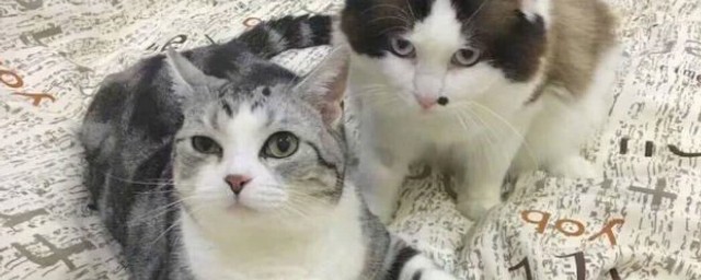 猫养多久会认主(养猫多久能认主人)