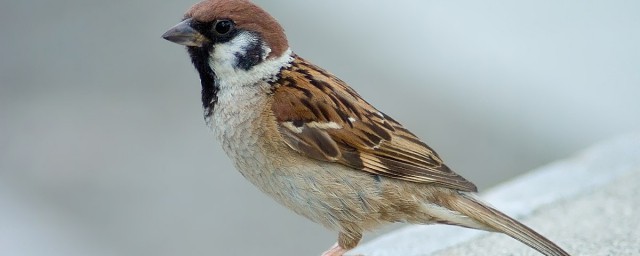 麻雀的寿命介绍(麻雀的寿命到底有多长)