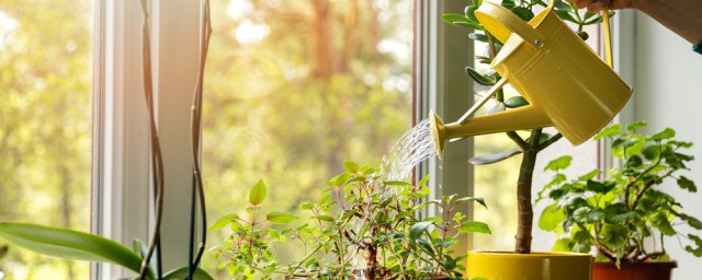 凉开水能否浇花(凉开水浇花可以吗)