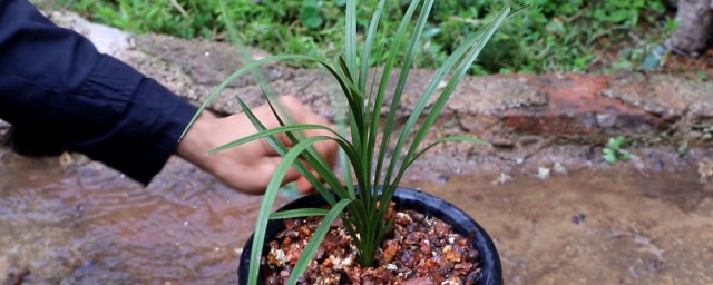 兰花换盆后多久可以浇水(兰花换完盆后多久浇水)