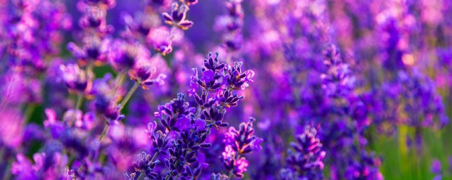 花的成语有什么(花的成语有什么大全)