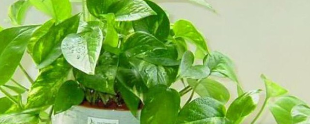 如何清洗绿萝才能干净(绿萝怎样打理)