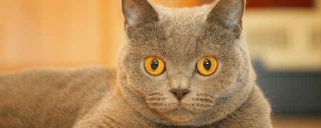 养猫的女人是什么样的性格(养猫的女生是什么性格)