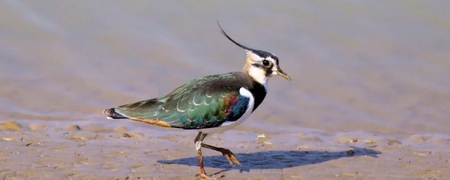 栖息怎么读(栖怎么读)