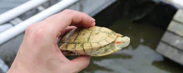 最好养的乌龟选择(哪些乌龟最好养)