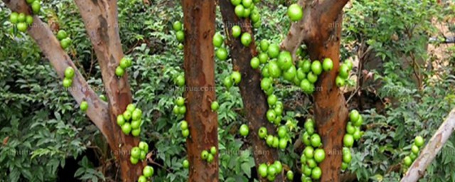 加宝果作用(嘉宝果的营养价值)