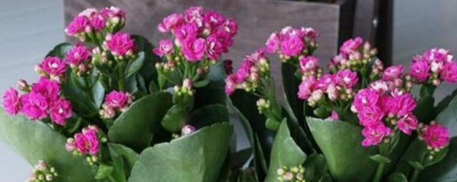 长寿花可不可以放卧室(长寿花能放在卧室吗)