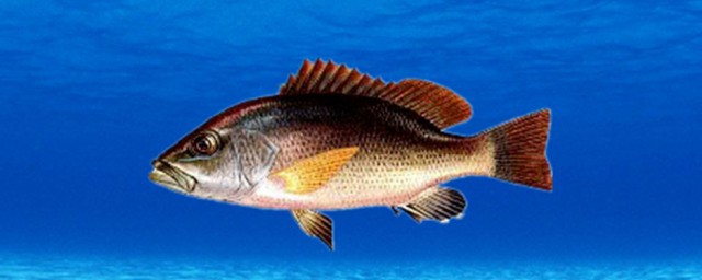 鱼周怎么读(鱼周这个字怎么读)