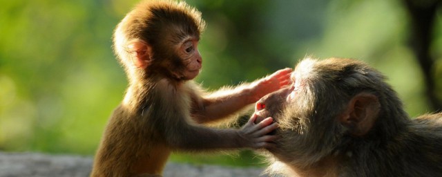 2004年属相(2004年属相婚配表)