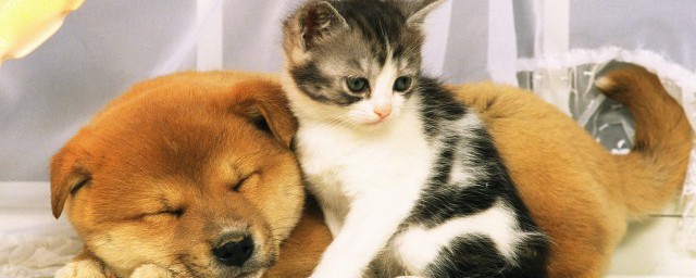 动物的尾巴有何作用(你还知道动物的尾巴有什么作用)