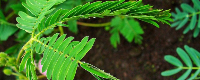 含羞草怎么养(含羞草怎么养殖方法)