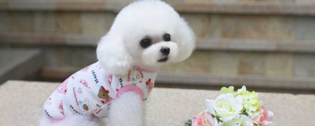 适合女生养的狗狗有什么(女生比较适合养的狗)