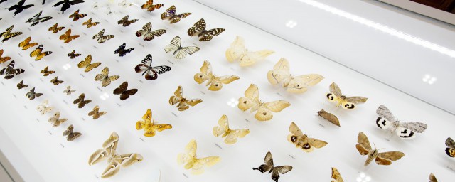 蝴蝶简介(电视剧愤怒的蝴蝶简介)