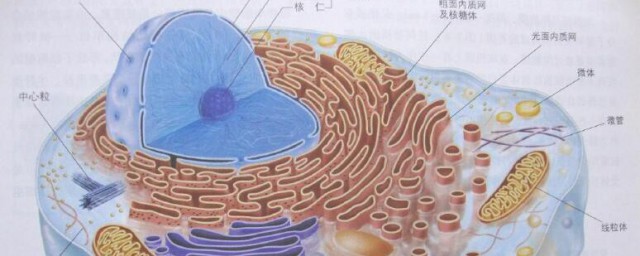 细胞壁的主要成分是啥(各种细胞壁的主要成分)