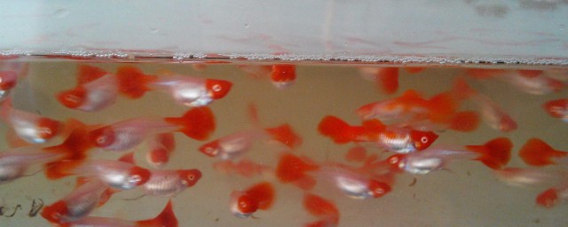 怎么养孔雀鱼幼鱼(怎么养好孔雀鱼幼崽)