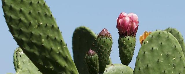 仙人掌繁殖的步骤(仙人掌如何繁殖?)