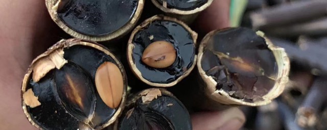 缅甸便秘果能不能长期喝(缅甸便秘果哪些人不能吃)