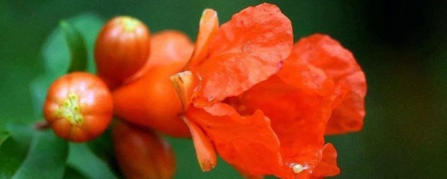 石榴花有什么特点(石榴花有什么特点?它什么时候开?)
