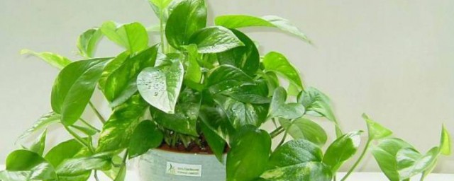 绿萝是否可以晒太阳(绿萝绿萝可以晒太阳吗)