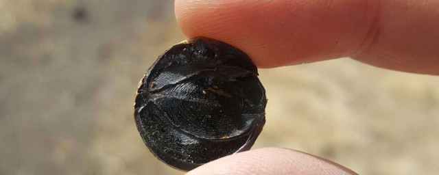 缅甸果可不可以长期泡水喝(缅甸随便果长期吃会有问题吗)