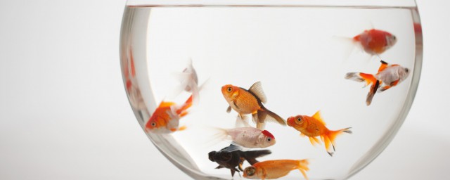 纯净水适合养鱼吗(净水和纯水哪个可以养鱼)