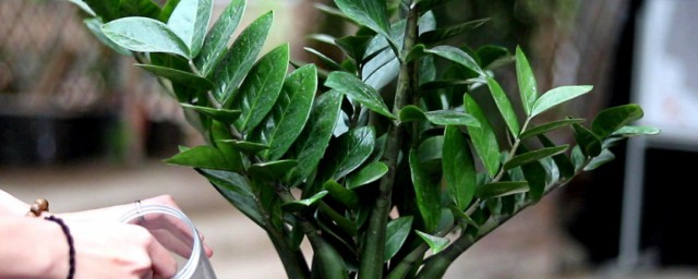 金钱树怎么浇水(金钱树怎么浇水施肥)