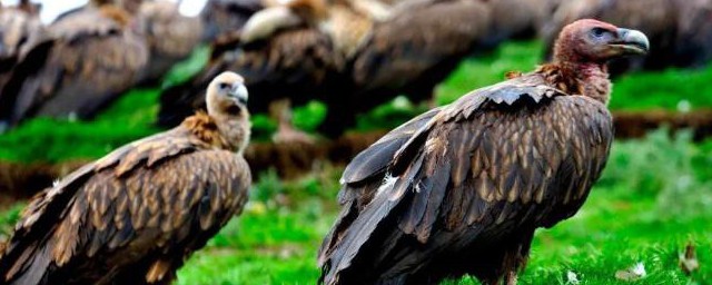 鹫鹰的含义(什么的鹫鹰词语)