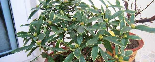 瑞香花是否可以在室内养(为什么家中不能养瑞香花)