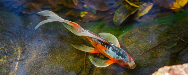 锦鲤的饲养应该怎么做(养锦鲤鱼的方法)