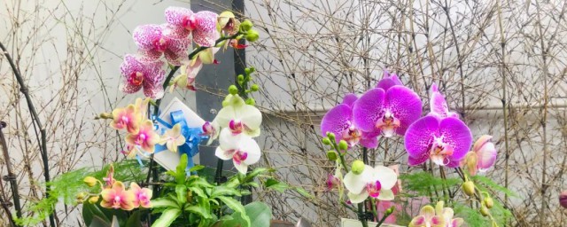 蝴蝶兰浇一次水的时间(蝴蝶兰需要多长时间浇一次水)