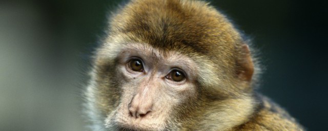 56年是属什么生肖(56年到底是什么生肖)