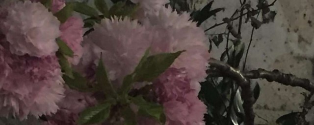 高级简短文案有哪些(高级的文案短句)