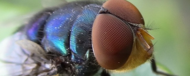 复眼是什么意思(单眼复眼是什么意思)