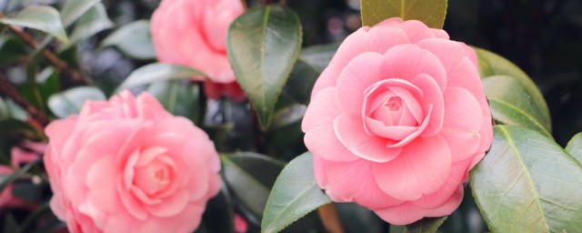 绽什么意思(皮开肉绽的绽什么意思)