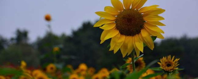 向日葵什么时候播种(观赏向日葵什么时候播种)